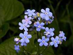 Forget-me-nots