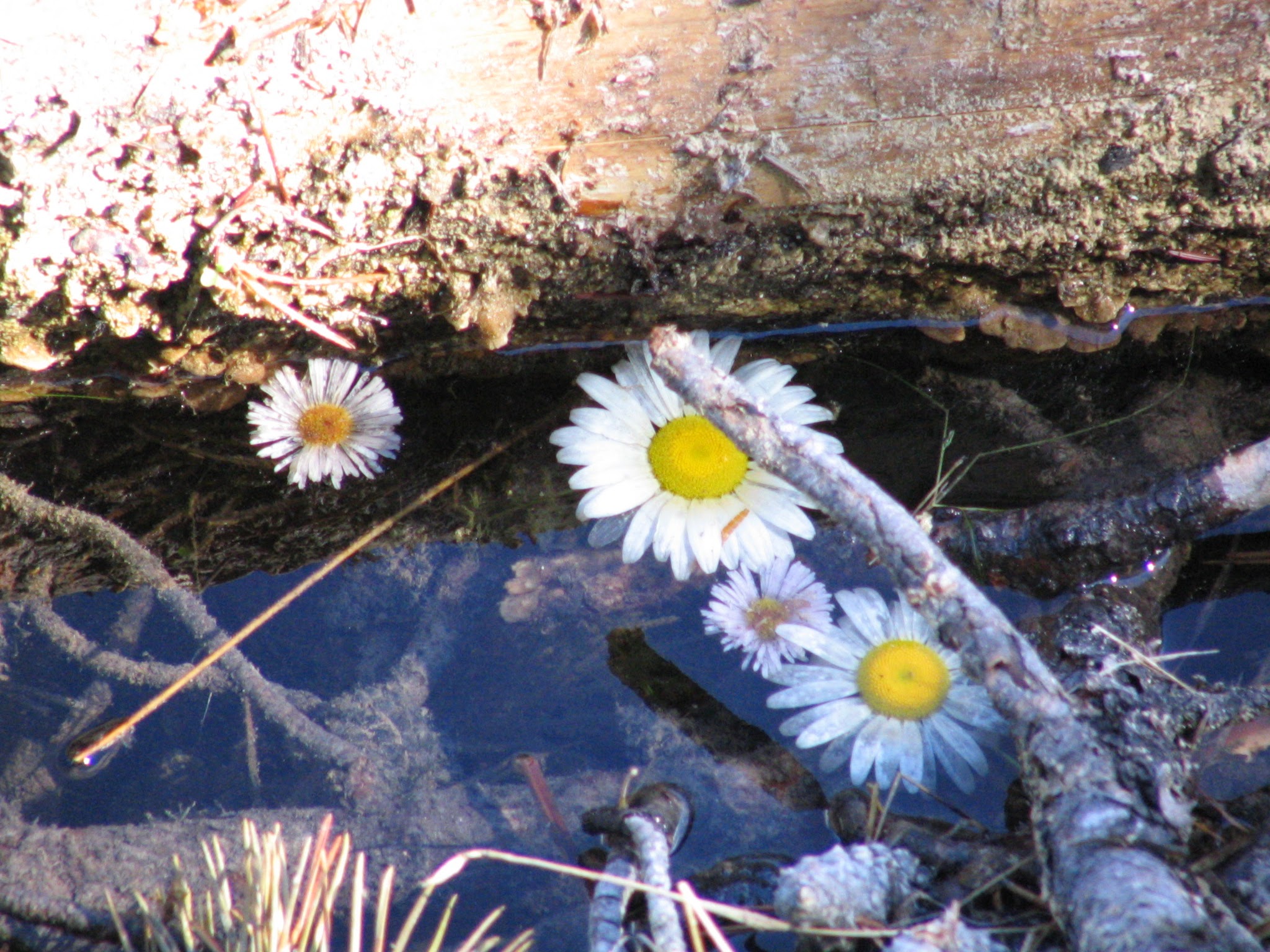 Daisies in a pool