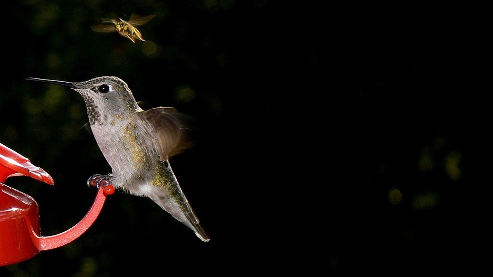 A Hummingbird and a bee.